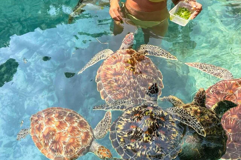 ZANZIBAR: Salaam Cave Sea Turtle Swim, Feed & Hotel Transfer