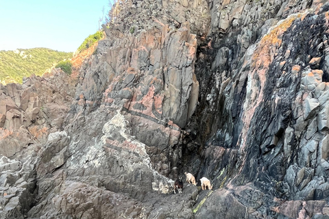 De Cargèse : Le grand tour du Golfe