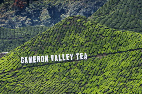 Kuala Lumpur: Excursão particular a Cameron Highlands e Batu Caves