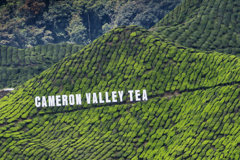 From KL: Cameron Highlands & Batu Cave Private Full-Day Tour