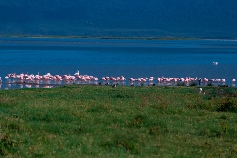 Arusha: Tagestour zum Lake Manyara Nationalpark