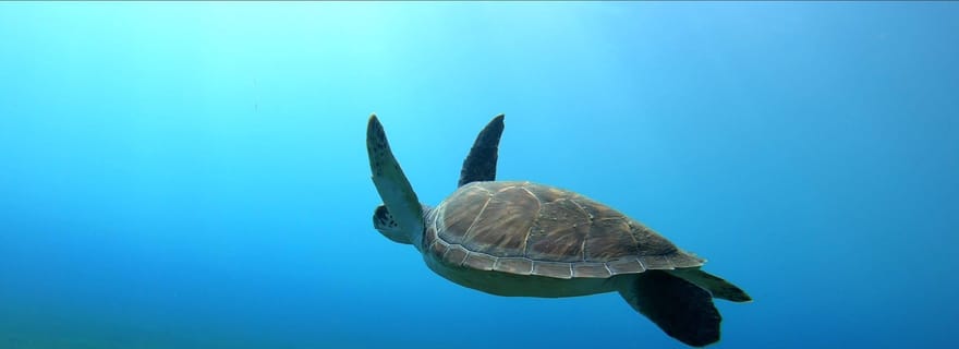 Tenerife, El Médano : Baptêmes de plongée