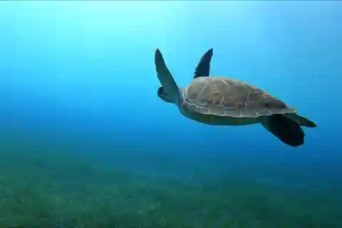 Tenerife, El Médano: Bautizo de buceo