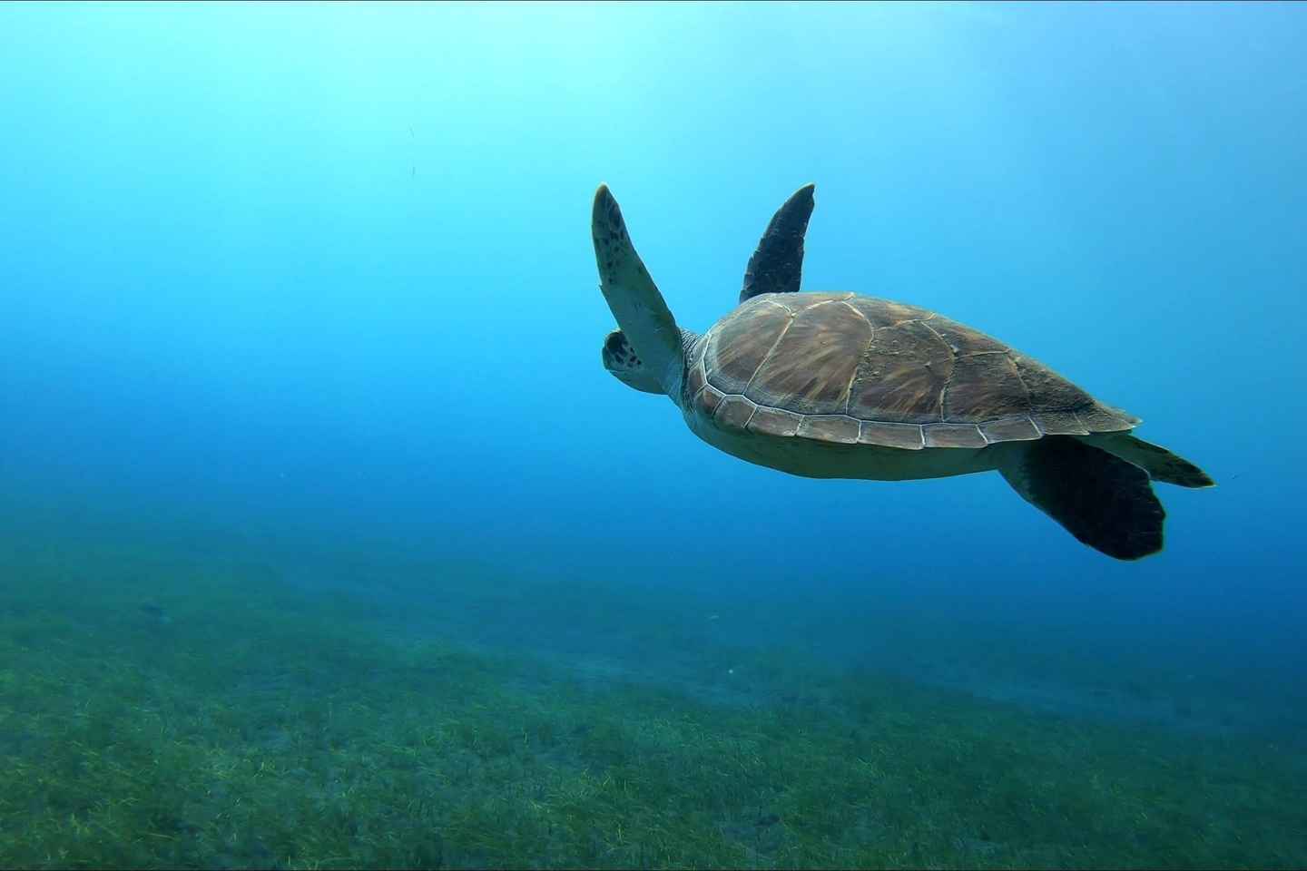 Tenerife, El Mdano: Diving baptism (1 person) - Tenerife, El Médano: Diving baptism (1 person)