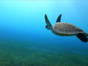 Tenerife, El Médano: Bautizo de buceo
