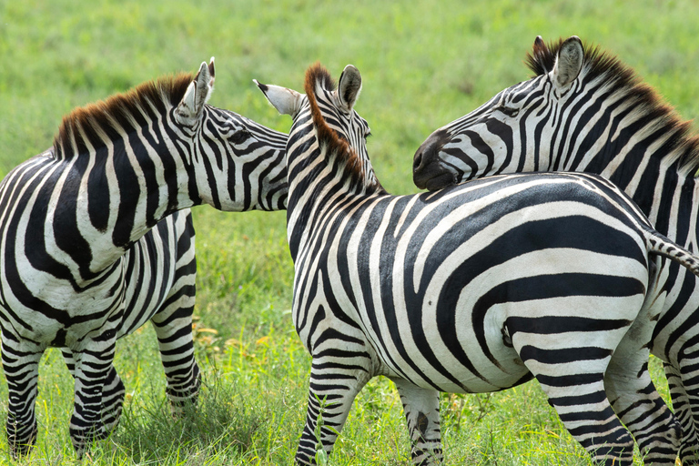 Zanzibar: 3-Day Safari to Lake Manyara & Ngorongoro Crater