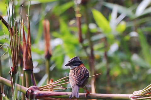 Transport from Cusco to Hidroeléctrica with Lunch Included One-Way Transfer to Hydroelectric with buffet lunch incluyed