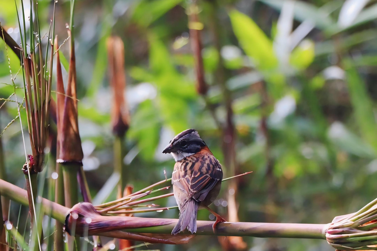 Transport from Cusco to Hidroeléctrica with Lunch Included One-Way Transfer to Hydroelectric with buffet lunch incluyed