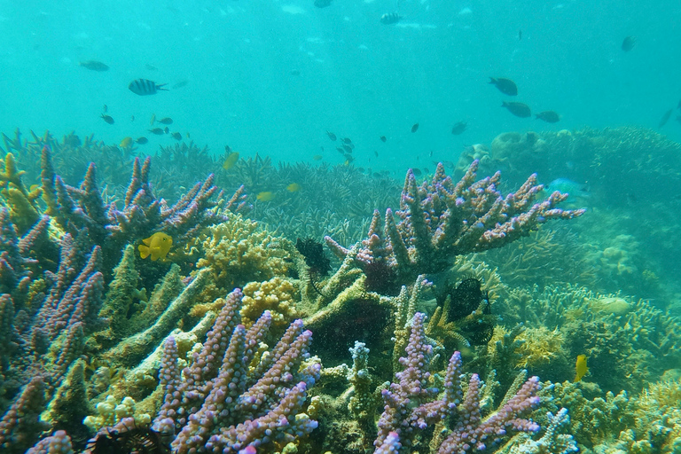 Lombok : Excursion en bateau privé de plongée en apnée dans les îles Gili