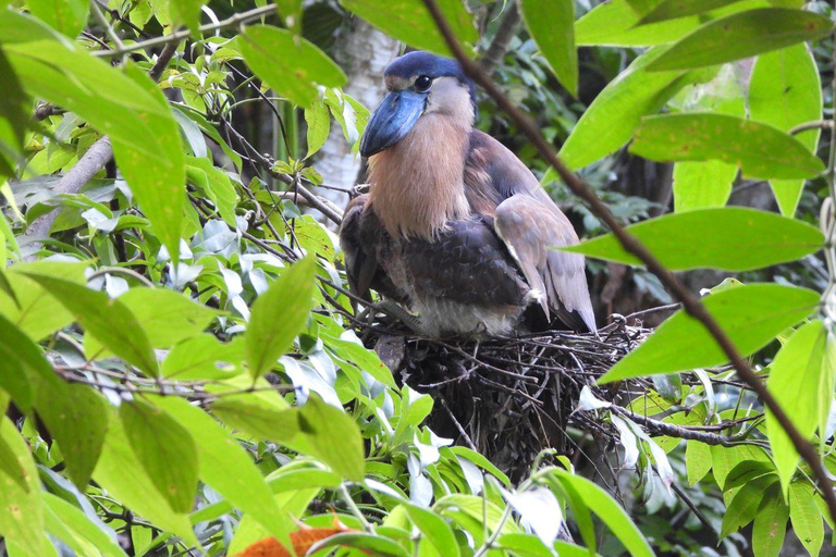 San Jose Birdwatching: Nature and Cultural Experience