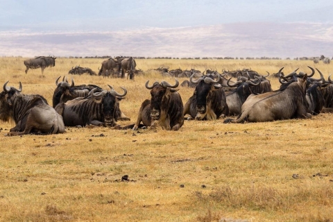 4 jours de safari en lodge en TanzanieSafari en Lodge en Tanzanie