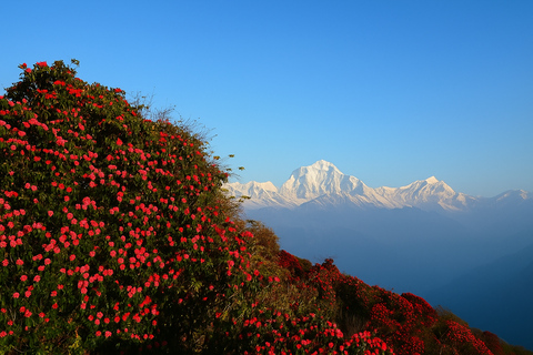 Kathmandu: 5-Day Muldai View Point Trek with Guide