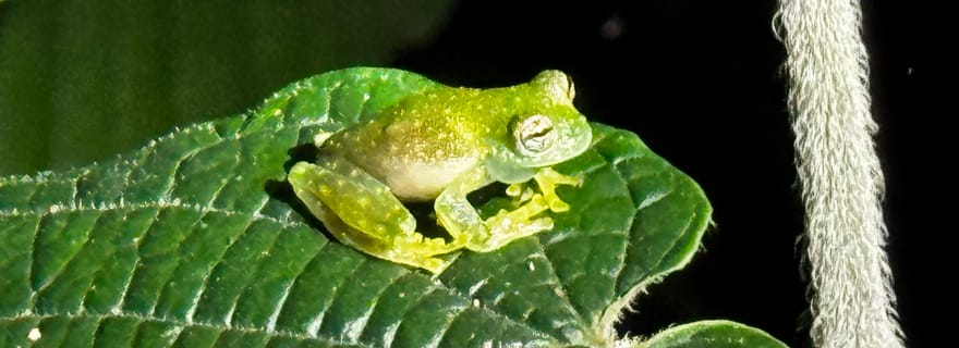 Limon : promenade nocturne et découverte de la forêt tropicale
