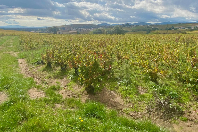 Lyon: Ausflug in die Weinberge, Weinprobe und BistronomierestaurantPrivate Tour auf Französisch