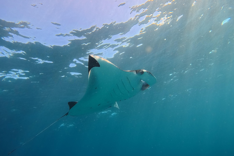 Nusa Penida: Snorkeling Adventure 3-Spots with Manta Rays Nusa Penida: Snorkeling Manta Point 3-Spots with Manta Rays