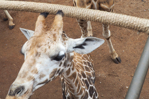 Visite du parc national et de la ville de Nairobi