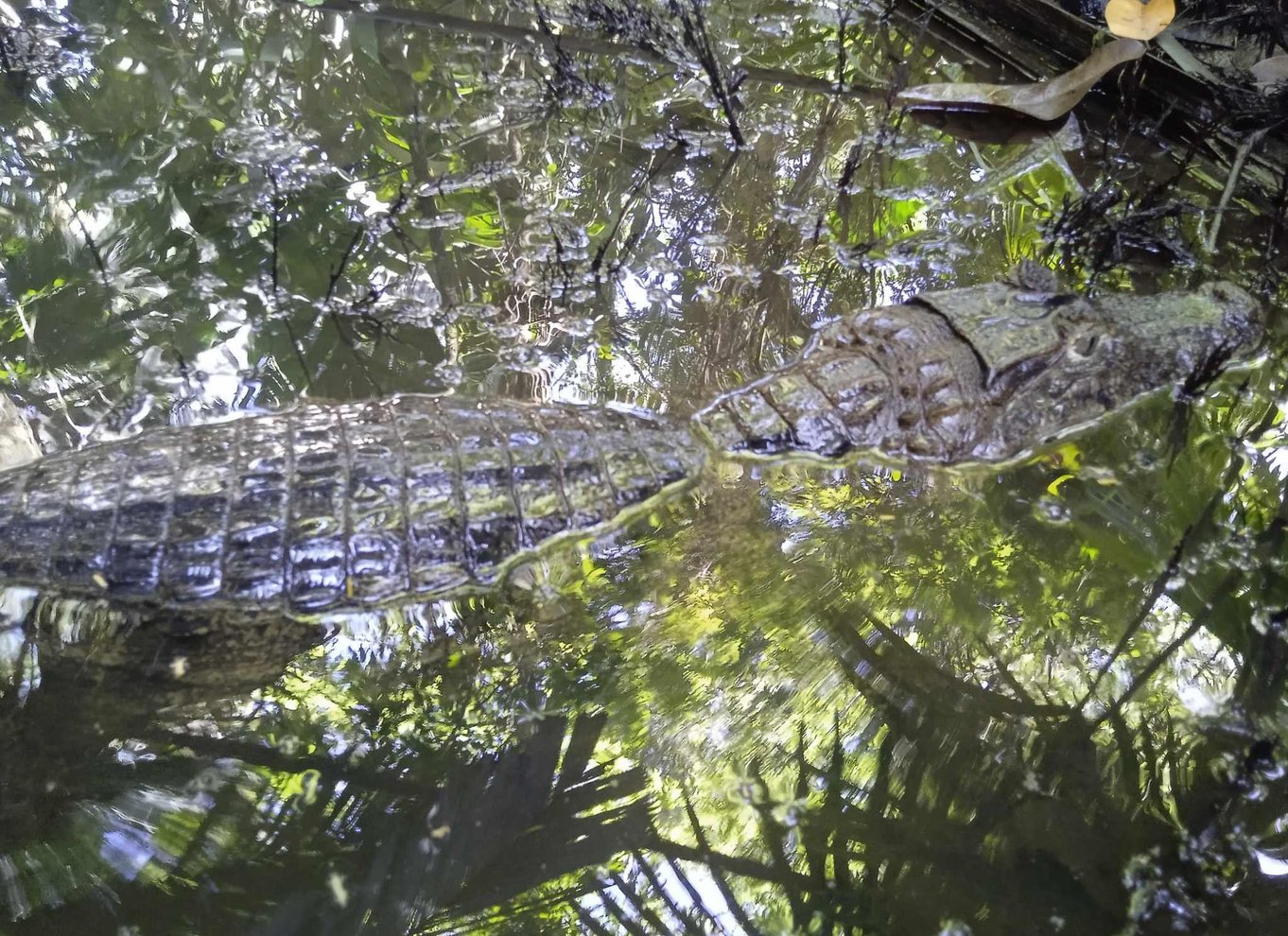 Tortuguero: Kanotur i Tortuguero Nationalpark