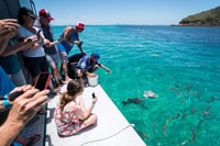 Rosslyn, Great Keppel Island Glass Boot Boat Tour & Ferry - Housity