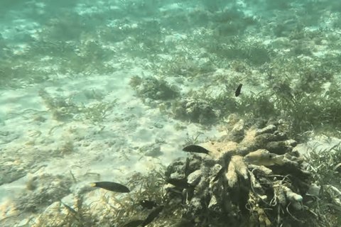 Cebu: Island Hop to Gilutungan, Caohagan, Nalusuan and Lunch