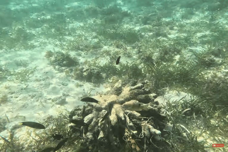 Cebu: Island Hop to Gilutungan, Caohagan, Nalusuan and Lunch