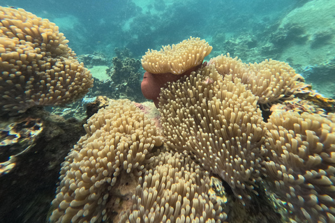 Koh Tao: Koh Nangyuan & Hidden Bays Snorkeling Tour w/ Lunch