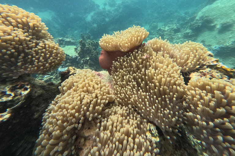 Koh Tao: Koh Nangyuan & Hidden Bays Snorkeling Tour w/ Lunch