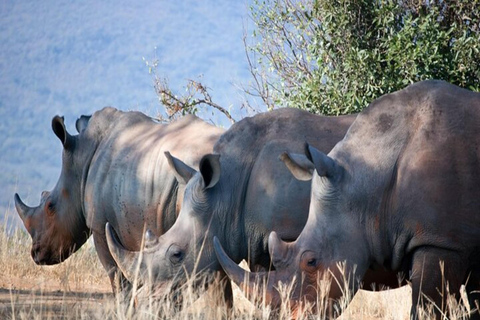 Nairobi: 2-dniowe safari na ranczu Solio z zakwaterowaniem