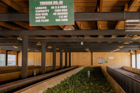 Kandy: Tea Factory Tour with Tasting and Plantation Walk