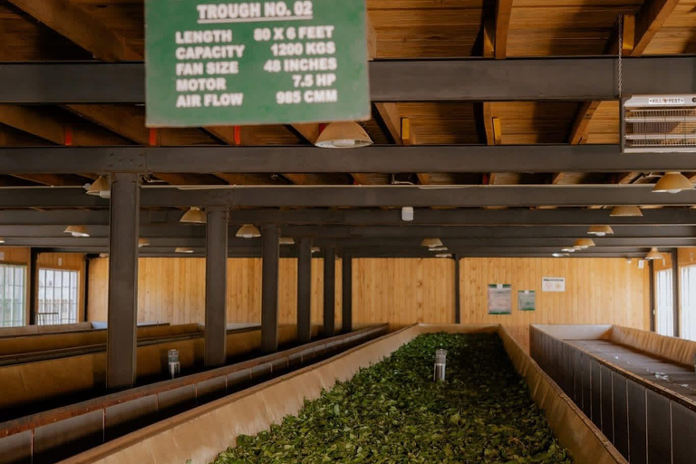Kandy: Tea Factory Tour with Tasting and Plantation Walk