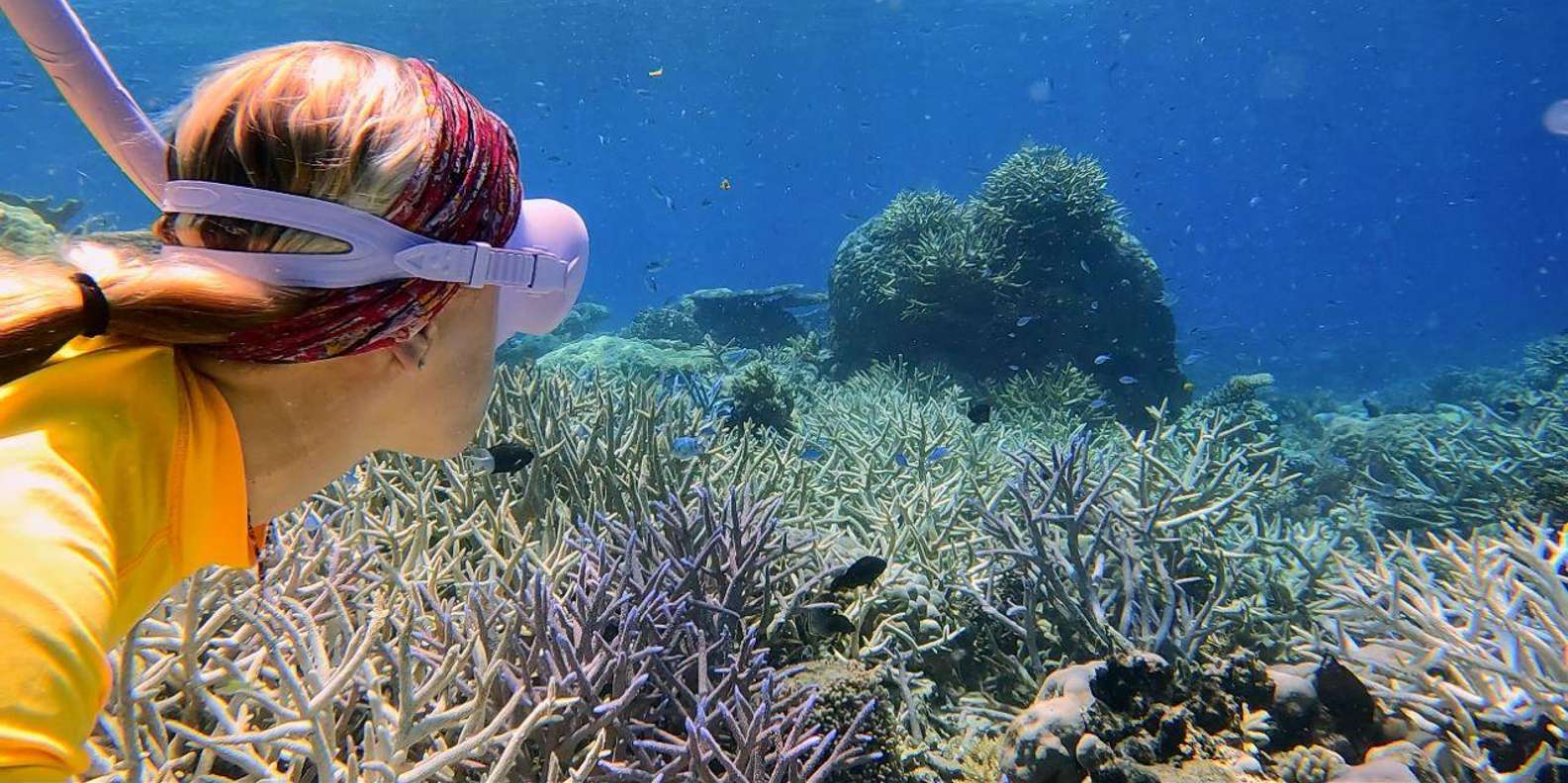 Cairns: All-Inclusive Great Barrier Reef Half-Day Snorkeling