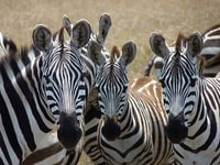 7 Giorni 6 Kenya lala salama safari. - Hizvo