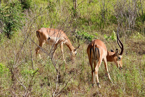 Diani/ Mombasa: Private Shimba Hills Day Safari
