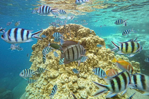 Koh Tao: Snorkeling Tour, Small-Group with Lunch & Transfer