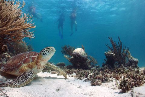 Desde Riviera Maya: Cenotes y Nado con Tortugas en Akumal