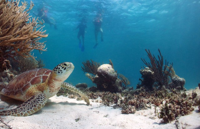 Visit From Riviera Maya Cenotes & Akumal Turtle Swim Trip in Riviera Maya