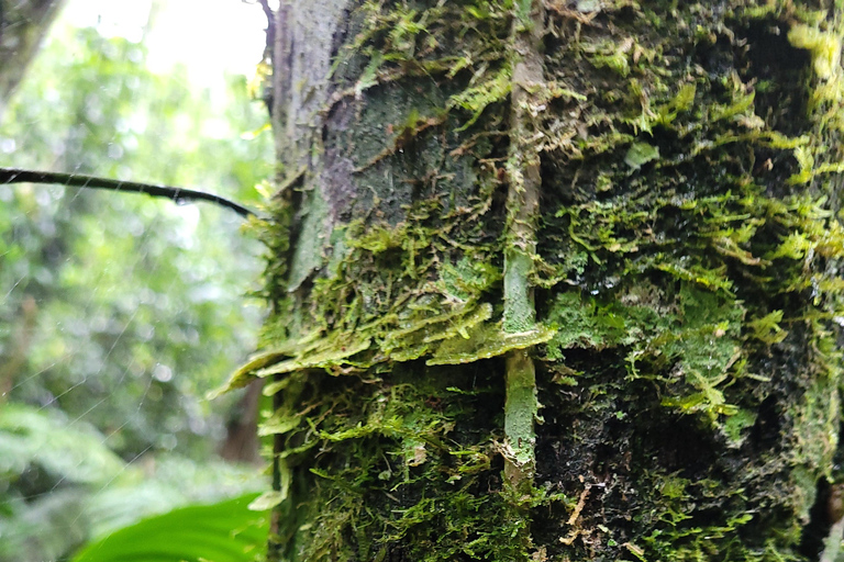 JUATINGA: tour di 4 giorni FORESTA ATLANTICA e SPIAGGE - PARATIA - RIO DE JANEIRO