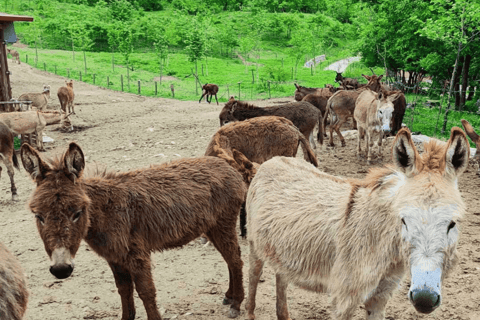 From Budva: Tour of Donkey Farm
