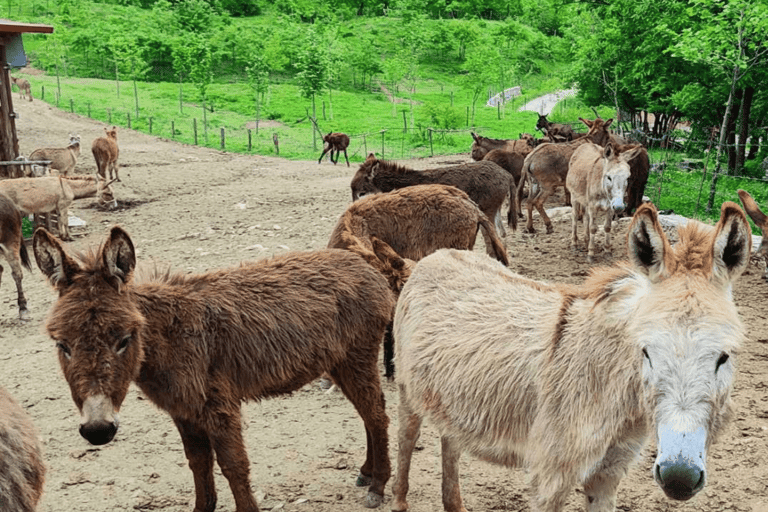 From Budva: Tour of Donkey Farm
