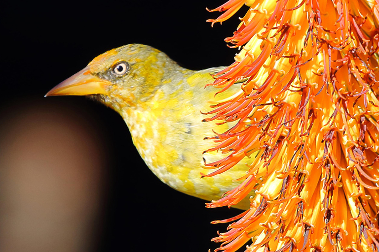 Oiseaux et jardins du Cap. Visite privée.Les fêtes et les fêtes de fin d&#039;année de Kapstadens. Guide suédois