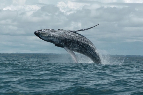 Buenaventura: wycieczka z obserwacją wielorybów z noclegiem