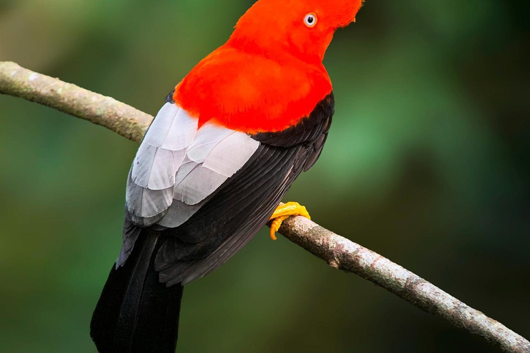 Da Cusco: 5 giorni di esplorazione e connessione nella Zona Riservata del ManuDa Cusco: 5 giorni di esplorazione e connessione nella Zona Riservata di Manu