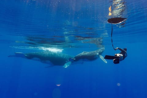 Tahiti : observation de baleines et nage avec les baleines à bosse
