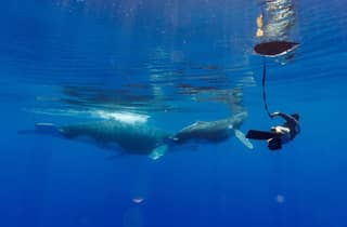 Tahiti: Whale Watching & Schwimmen mit Buckelwalen