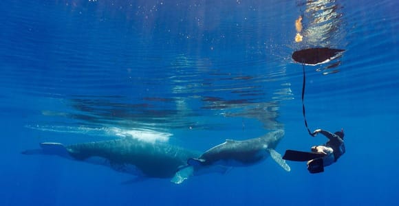 Tahiti: Whale Watching & Swim with Humpbacks