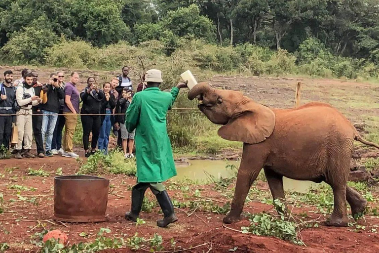 Półdniowa wycieczka Sheldrick Wildlife Trust i centrum żyraf