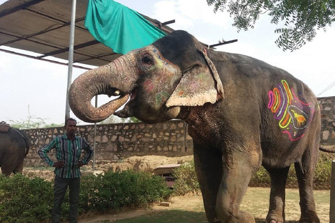 Jaipur: Hathigao Elephant Village Ride, Feeding, & Photos Riding, Feeding, Climbing And Photography with Elephant