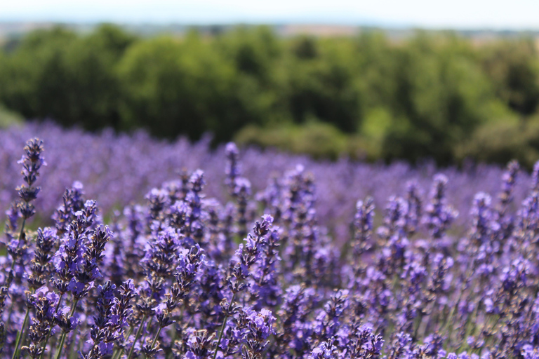 Z Marsylii: Lawendowa wycieczka całodniowa Valensole