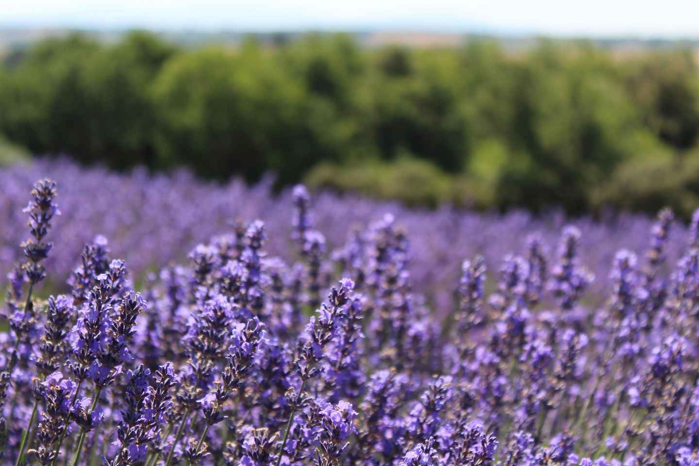 Desde Aix-en-Provence: Tour de Medio Día de Lavanda