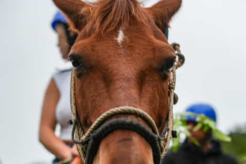 Monteverde : balade à cheval dans la forêt de nuages avec guide