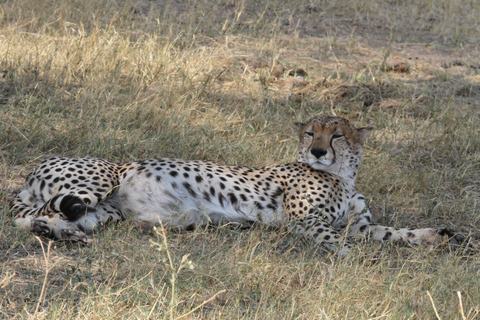 Victoria Falls: Safari game drive tour 3 hours